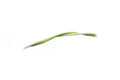 Shunting Wire Green/Beyaz